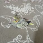 عروس هلندی های زیبا