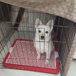 سگ پامرروباهی