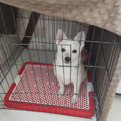 سگ پامرروباهی