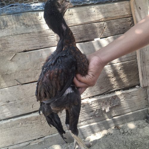 جوجه خروس لاری اصل نسل دار