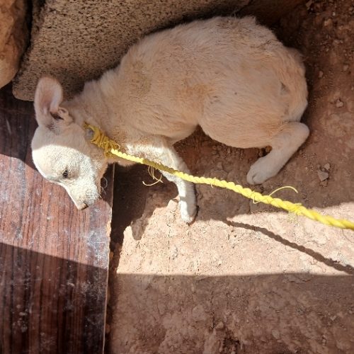 سگ ماده معاوضه با کبوتر