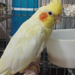 عروس هلندی نر و ماده چهار ماهه