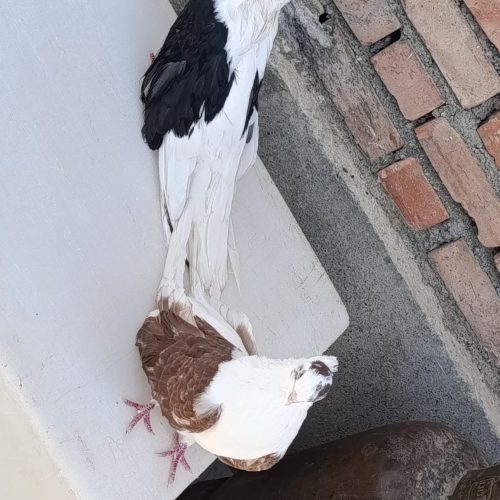 یک جفت کبوتر عالی