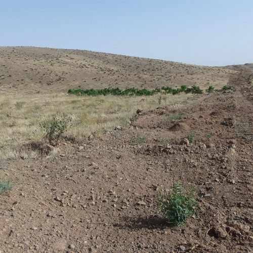 زمین کشاورزی