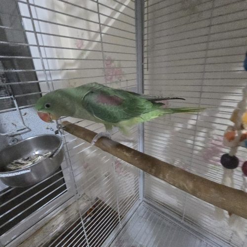 شاه طوطی فوری