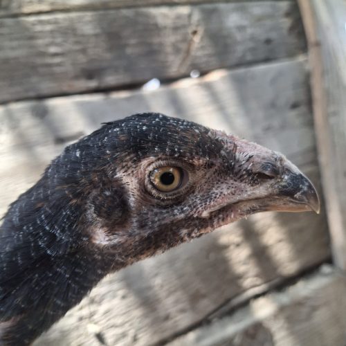 جوجه خروس لاری اصل نسل دار