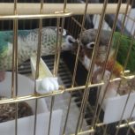 جفت گرینجک اهلی