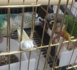 جفت گرینجک اهلی