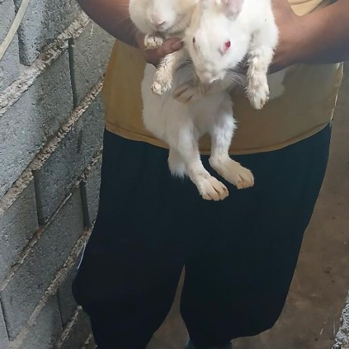 خرگوش  جفت