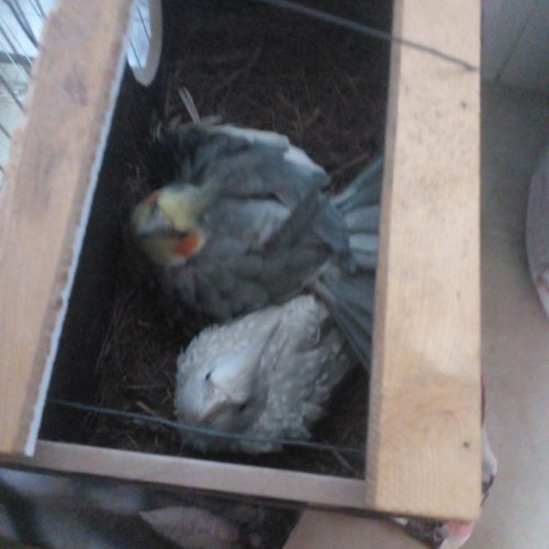 دو‌‌‌‌جفت‌‌‌‌‌‌پرنده‌‌‌‌و‌‌‌‌قفس‌‌‌‌‌وغذا