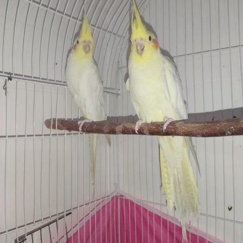 عروس هلندی لوتینو زعفرانی دستی و مرغ عشق اکثر نژاد ها