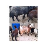 قوچ افشار اصل و بز نر پاکستانی