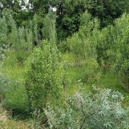 فروش باغ در اقکند