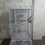 شاه طوطی فوری