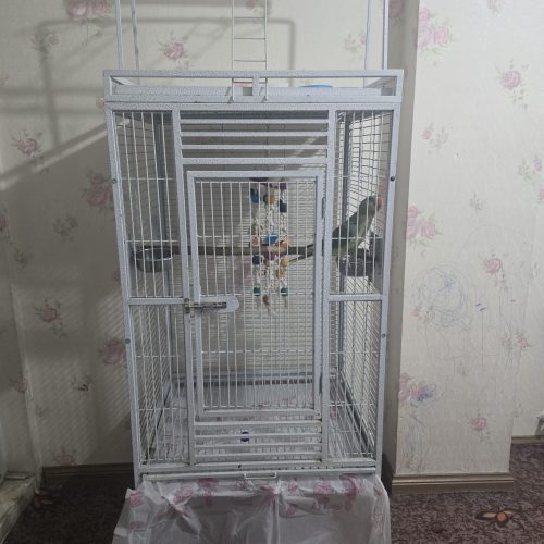 شاه طوطی فوری