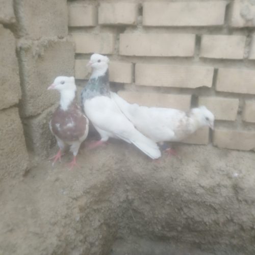 3عدد کبوتر رنگی طوقی