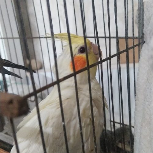 عروس هلندی ۶۰۰ تومن