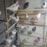 بوم کفتر پرشی