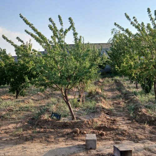 فروش زمین ویلایی وباغ  همراه با درختان و آب ساعتی