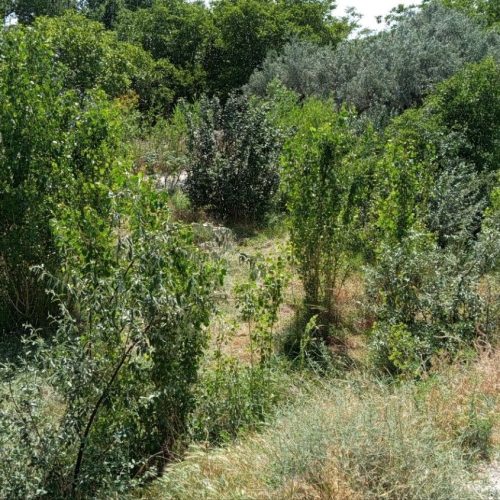 فروش باغ در اقکند