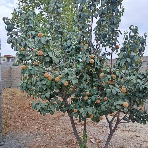 باغچه 1000هزارمتری