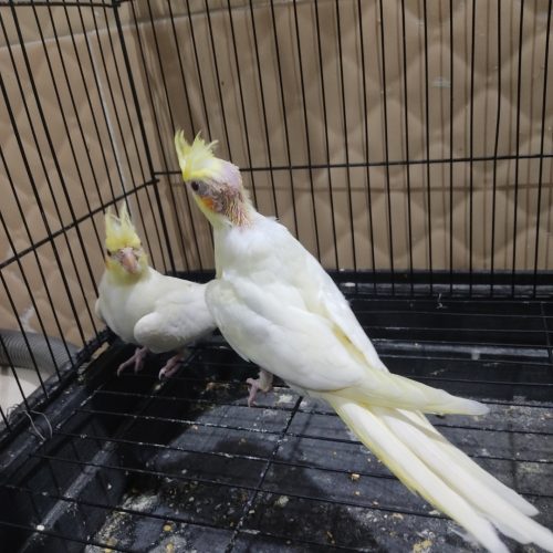 عروس هلندی لوتینو زعفرانی دستی و مرغ عشق اکثر نژاد ها