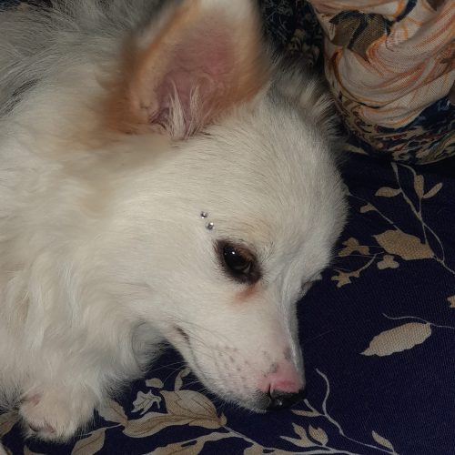 نژاد پامر روباهی جنسیت ماده