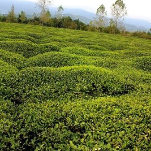 فروش زمین مسکونی واقع در بهترین منطقه شمال