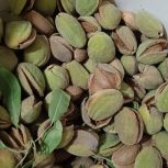 فروش بادام سنگی