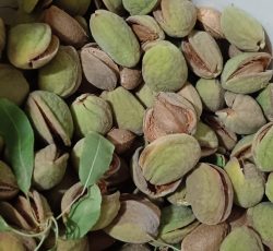 فروش بادام سنگی