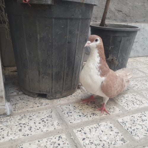 کبوتر پرشی و جفتگاه