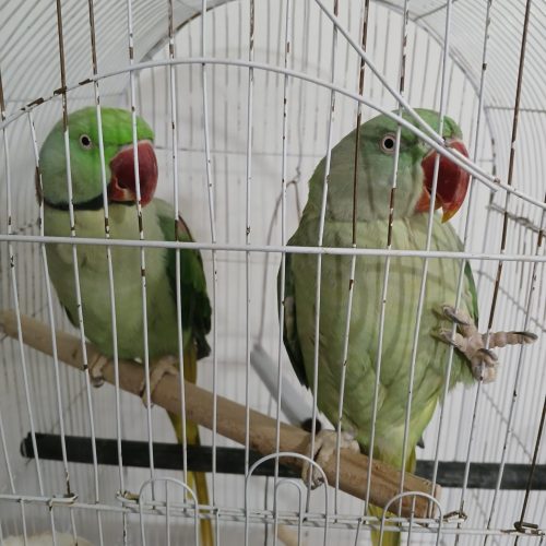 طوطی، شاه طوطی ملنگو یک جفت با تمام وسایلاش و امکاناتش