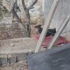 سگ دورگه ریتوایلر ودوبرمن
