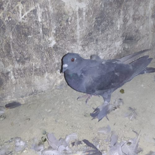 10 تا پرنده درجه یک