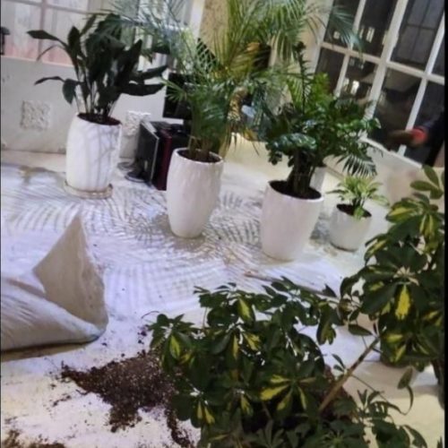 خدمات باغبانی هرسکاری گل کاری و تعویض خاک‌گلدون در منزل