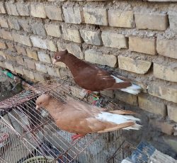 جفت کبوتر