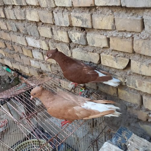 جفت کبوتر
