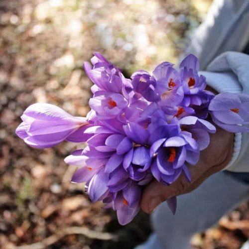 زعفران درجه1کشاورز