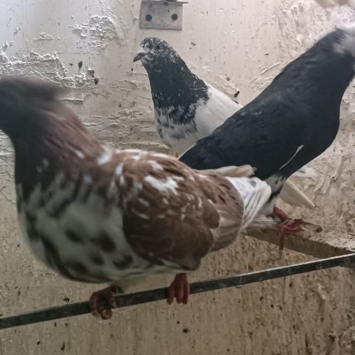 6 عدد کبوتر سالم پرشی