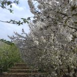 فروش باغ در باباریز سنندج