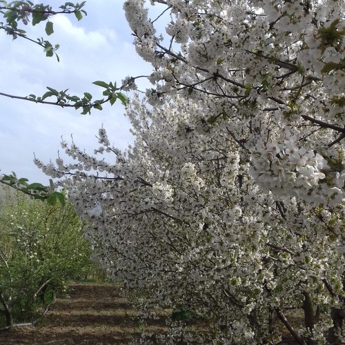 فروش باغ در باباریز سنندج