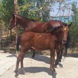 اسب مادیون سواری