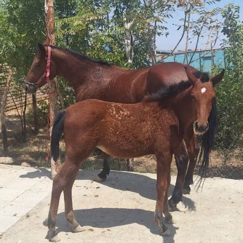 اسب مادیون سواری