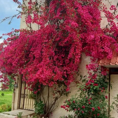 اجاره یک واحد 60 متری همکف در لاهیجان