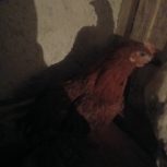 نیمچه مرغ و خروس و دو عدد خروس چاق