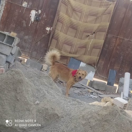 سگ بومی نگهبان