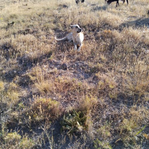 سگ سرابی نژاد دار اصل