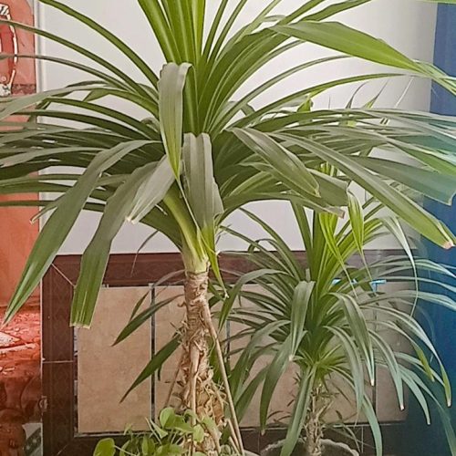 گل آبشاری با 4 سال نگهداری از آن