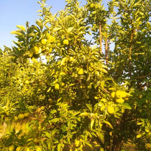 فروش سیب درختی