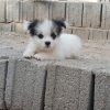 سگ مینیاتوری پشمالو